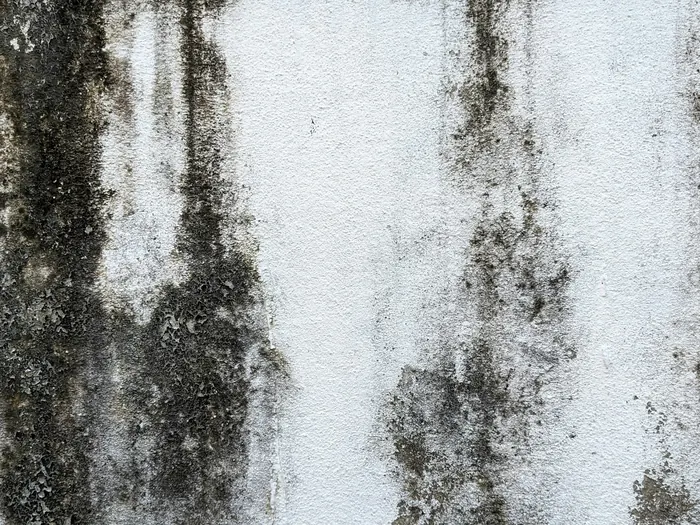 Mur présentant des traces de moisissure et de condensation